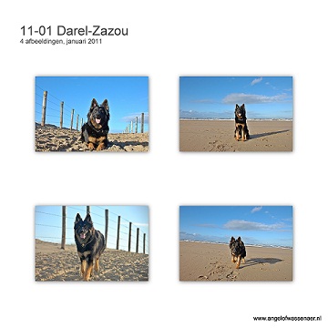 Darel-Zazou, mooie foto's van een opgroeiende Oudduitse Herder op het strand